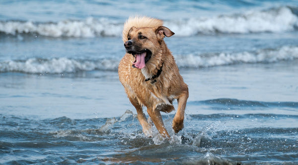 Förhindra watertail hos din hund