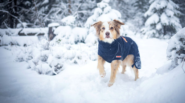 Var försiktig med hunden i snön – 5 tips för promenaden i vintervädret