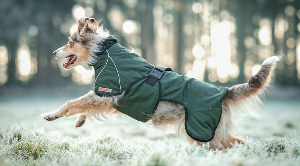 Temperaturguide: När blir det för kallt för din hund?