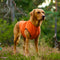 Pro-tect Pro - Stora hundar