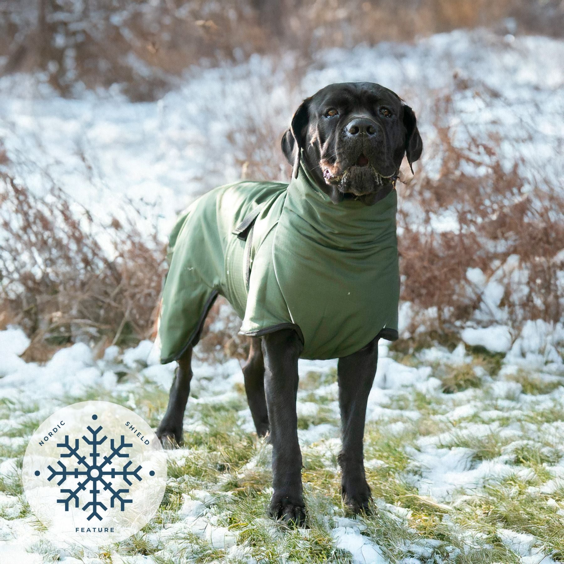 RainForce / 55 – Nordic Shield Feature