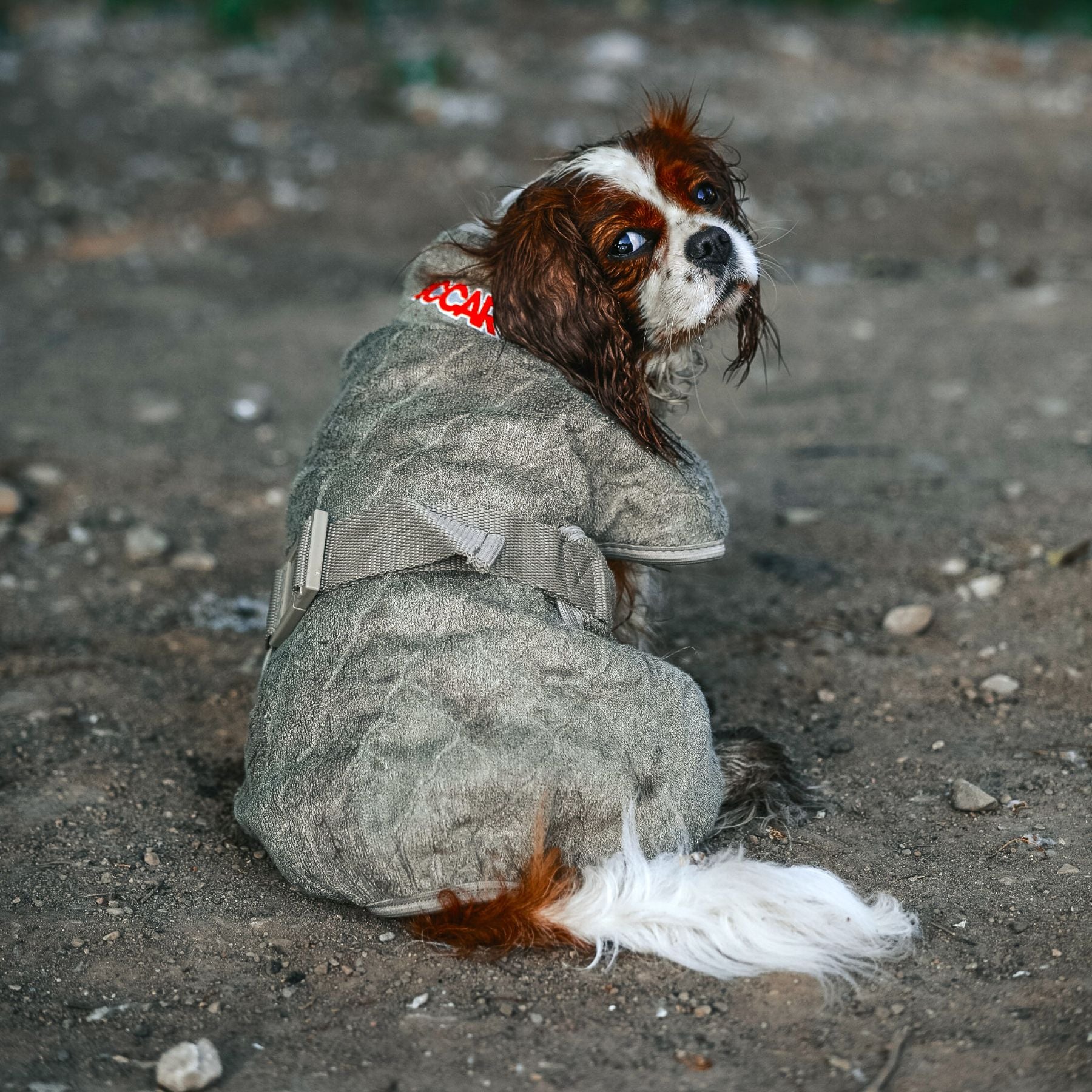 Smart / Torkdräkt för hundar / 25