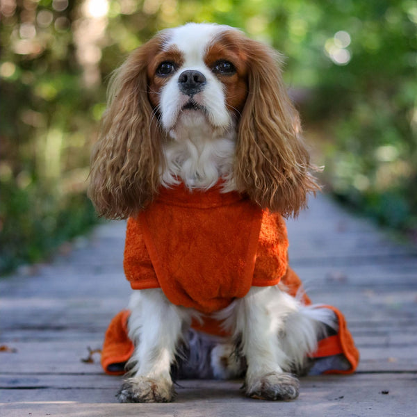Siccaro Smart / Torkdräkt för hundar / 35 Drying Coats